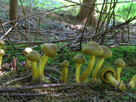 Cortinarius incognitus  Cortinaire méconnu.jpg