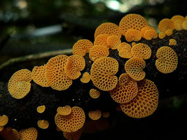 Favolaschia calocera (vers 2).jpg