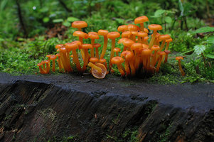 Hygrocybe ceracea  Hygrocybe cireux.jpg