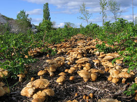 Imaginez une allée de morilles.jpg