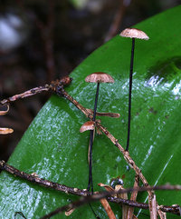 Marasmius androsaceus Marasme crin-de-cheval.jpg