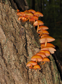 Mycena leaiana   Mycène de Léa.jpg