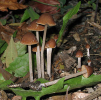 Psathyrella corrugis.jpg