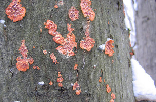 Punctularia strigosozonata  Stérée à zones strigueuses.jpg