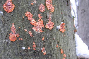 Punctularia strigosozonata  Stérée à zones strigueuses.jpg