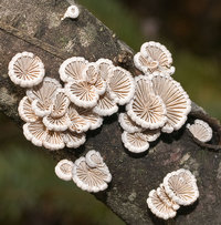 Schizophyllum commune Split Gil.jpg