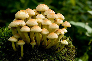 Sulphur Tuft.jpg