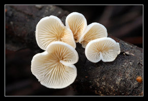 Crepidotus mollis.jpg