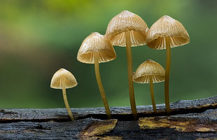 Mycena spec..jpg