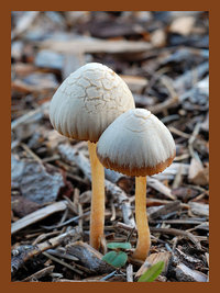 Psathyrella gracilis...jpg