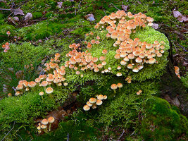 Psilocybe fascicularis on Beech stump.jpg