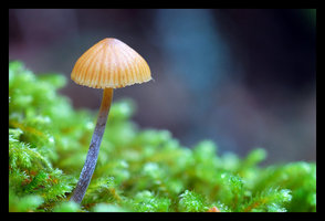 Sarah's favorite Galerina.jpg