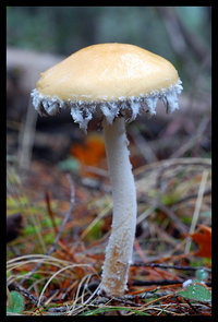 Stropharia ambigua.jpg