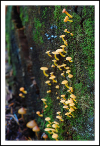 Xeromphalina sp..jpg