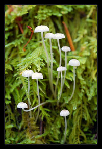 Mycena.....jpg