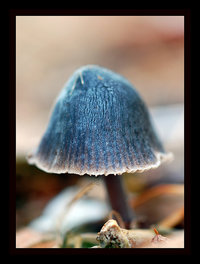 Mycena s.jpg