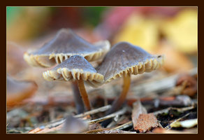 Mycena sp..jpg