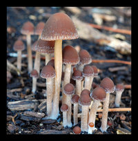 Psathyrella carbonicola.jpg