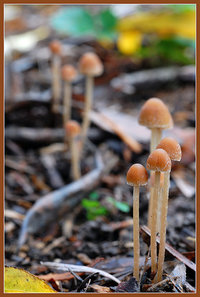 Psathyrella carbonicola2.jpg