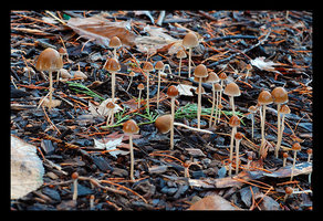 Psathyrella gracilis.....jpg