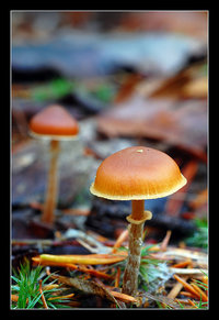 Galerina autumnalis.jpg