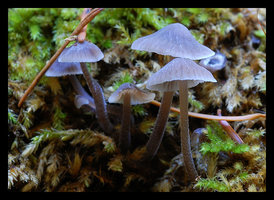 Mycena..jpg