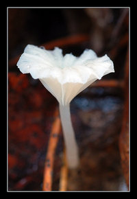 Mycena1.jpg