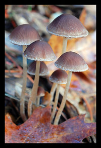 Psathyrella carbonicola..jpg