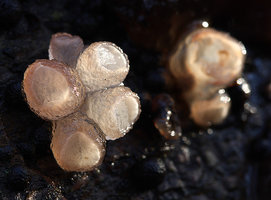 Beech Jellydisc (Neobulgaria pura).jpg