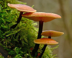 Flammulina velutipes.jpg