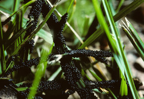 Slimemold B.jpg