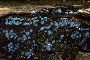 Tapesia or mollisia A on damp wood.jpg