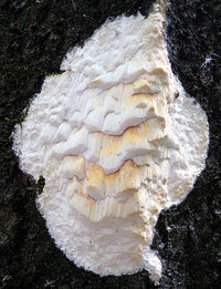 Antrodia serialis  Polypore en rangées.jpg