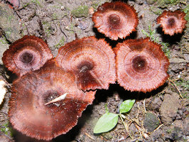 Coltricia cinnamomea   Polypore cannelle.jpg