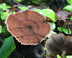 Coltricia perennis  Polypore pérenne.jpg