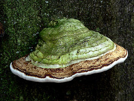 Fomes fomentarius.jpg