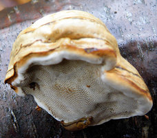 Fomes fomentarius  Amadouvier=Polypore allume-feu.jpg