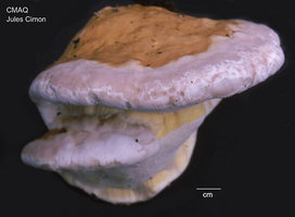 Fomitopsis pinicola  Polypore pinocole.jpg