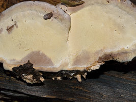 ganoderma...jpg