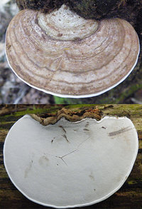 Ganoderma applanatum  Ganoderme des artistes.jpg