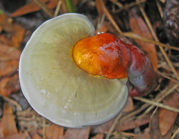 Ganoderma curtisii.jpg