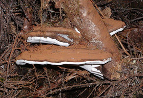 Ganoderma applanatum conk on western hemlock.jpg