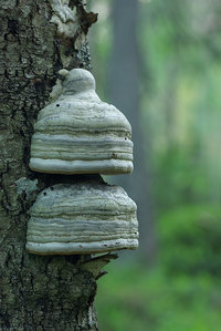 Ganoderma m.jpg