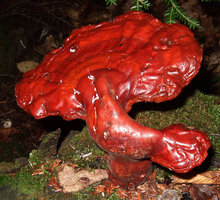 Ganoderma Tsugae.jpg