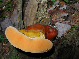 Ganoderma tsugae   Ganoderme des pruches.jpg