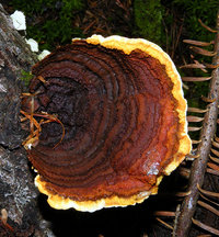 Gloeophyllum sepiarium  Polypore des clôtures.jpg