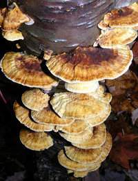 Mensularia radiata  Polypore radié.jpg