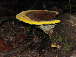 Phaeolus schweinitzii  Polypore de Schweinitz.jpg