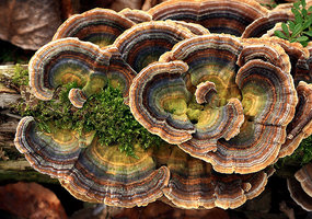 Trametes versicolor...jpg