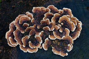 Trametes versicolor.jpg